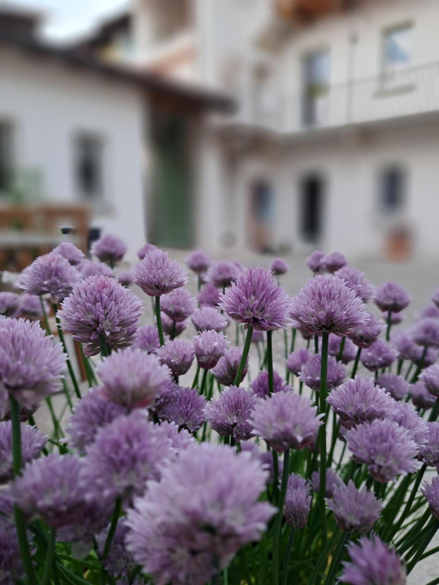 B&B Il Cortile Soriso Exterior photo